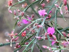 Jacksonia thesioides