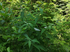 Buddleja davidii