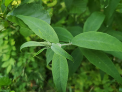 Buddleja davidii
