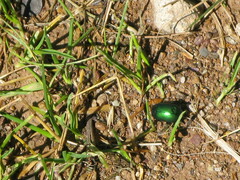 Chrysolina herbacea