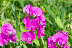 Lathyrus latifolius