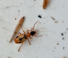 Demetrias imperialis