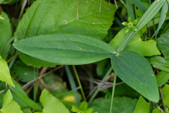 Lathyrus latifolius