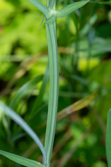 Lathyrus latifolius