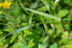 Lathyrus latifolius