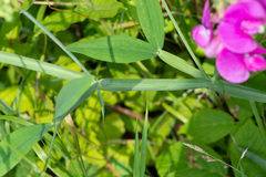 Lathyrus latifolius