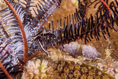 Allogalathea elegans