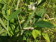 Lathyrus latifolius