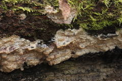 Phlebia centrifuga