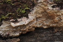Phlebia centrifuga