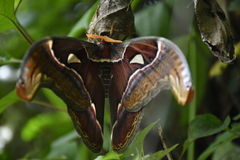 Attacus taprobanis