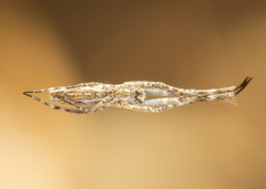 Uloborus walckenaerius