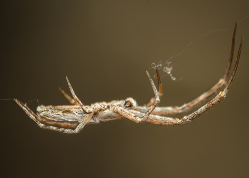 Walckenaer's Feather-legged Spider