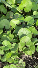 Petasites pyrenaicus