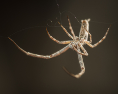 Uloborus walckenaerius