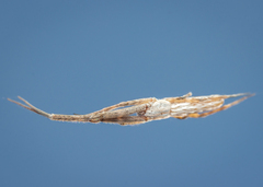 Uloborus walckenaerius