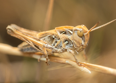 Oedaleus decorus