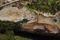 Phlebia centrifuga