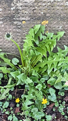 Taraxacum erythrospermum