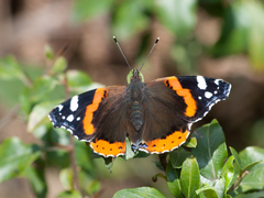 Vanessa atalanta