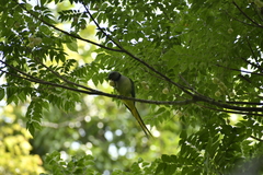 Psittacula columboides