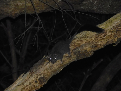 Common Brush-tailed Phascogale (Phascogale tapoatafa)