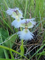 Huttonaea grandiflora