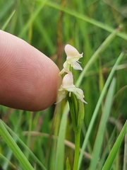 Disperis concinna
