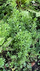 Galium aparine