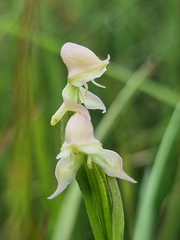 Disperis concinna