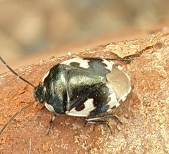 Tritomegas bicolor