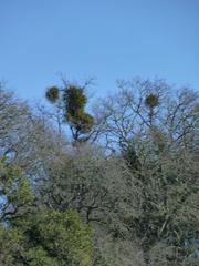 Phoradendron leucarpum tomentosum