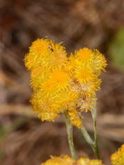 Chrysocephalum vitellinum