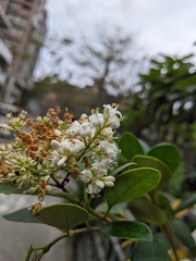 Ligustrum liukiuense