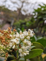 Ligustrum liukiuense