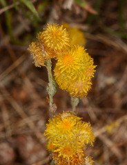 Chrysocephalum vitellinum