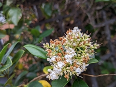 Ligustrum liukiuense