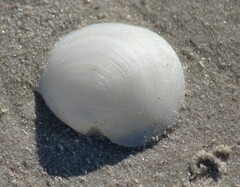 Anodontia alba