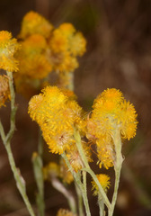 Chrysocephalum vitellinum