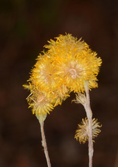 Chrysocephalum vitellinum