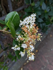 Ligustrum liukiuense
