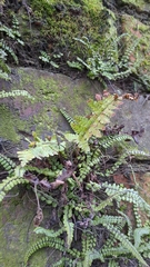 Asplenium adiantum-nigrum