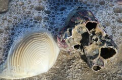 Megabalanus tintinnabulum