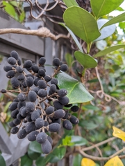 Ligustrum liukiuense