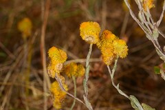 Chrysocephalum vitellinum