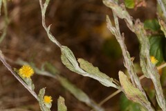 Chrysocephalum vitellinum