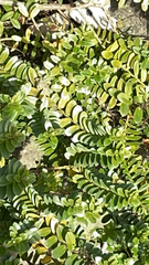 Veronica elliptica
