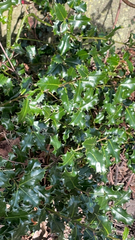 Ilex aquifolium