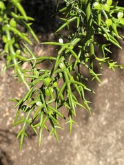 Colletia