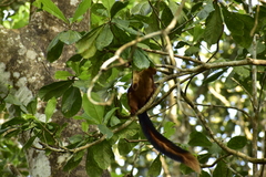 Ratufa indica